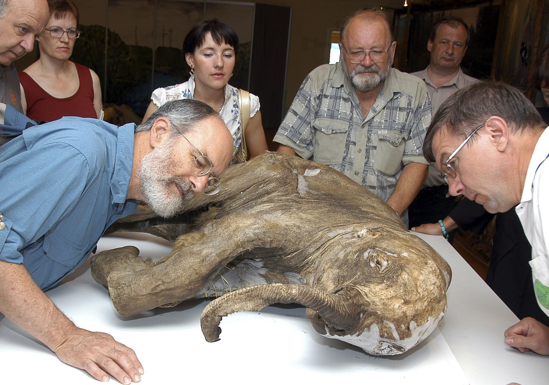 Мамонтёнок найденный на Ямале в 2007 году