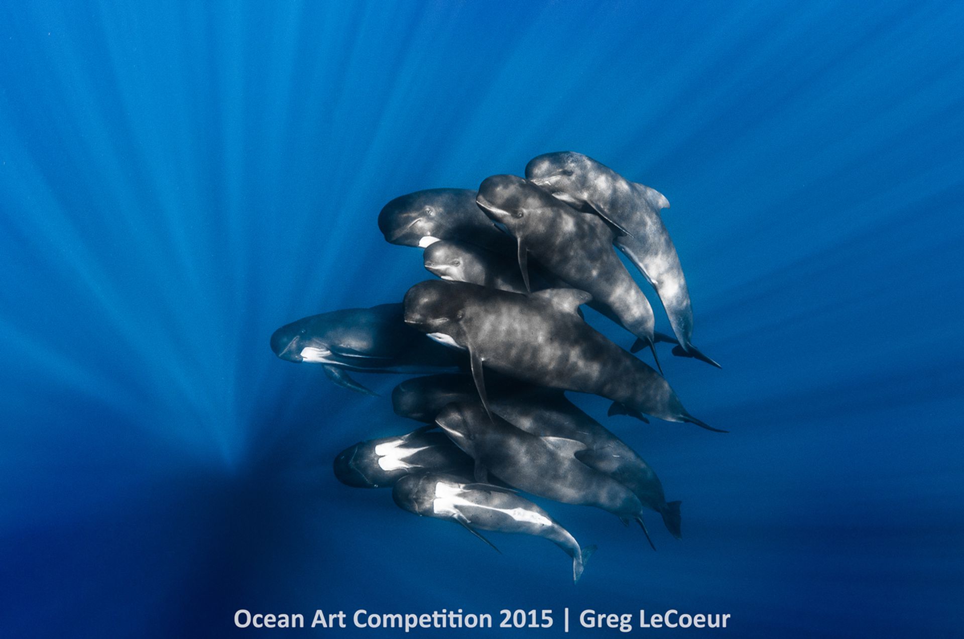 1st-p-ocean-art-2015-greg-lecoeur-1200.jpg