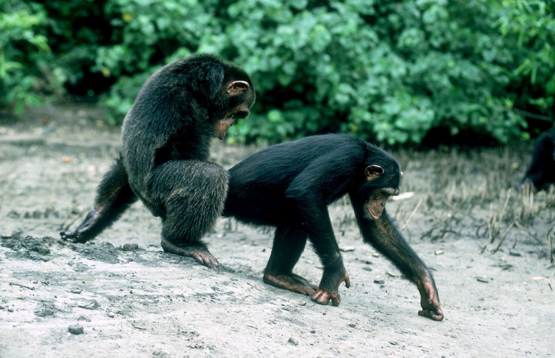 Ручная обезьянка - порно фото