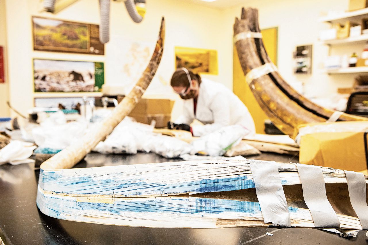 De gespleten mammoetslagtand op een onderzoekstafel in Alaska. Zo’n tand groeit als een stapeling van ijshoorntjes.