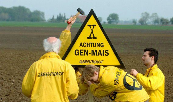 Activisten van Greenpeace in Seelow, Duitsland in 2005. Op dit veld werd de genmaïs van het type MON810 van Monsanto gezaaid.