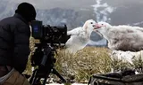 Cameraman Barrie Britton film een albatros die zijn jong voert.