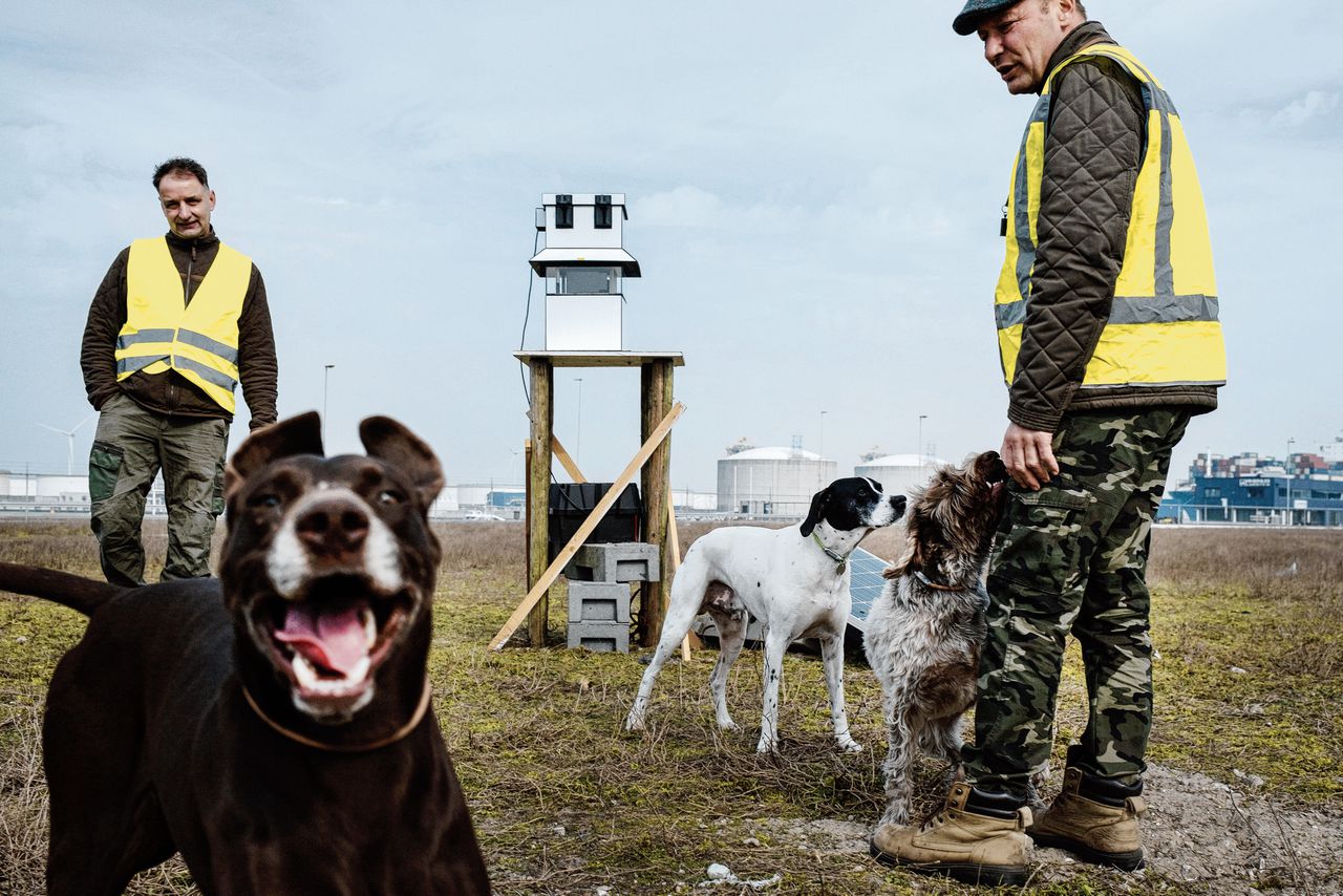 De honden verjagen de meeuwen – broeden mag even niet in de haven 