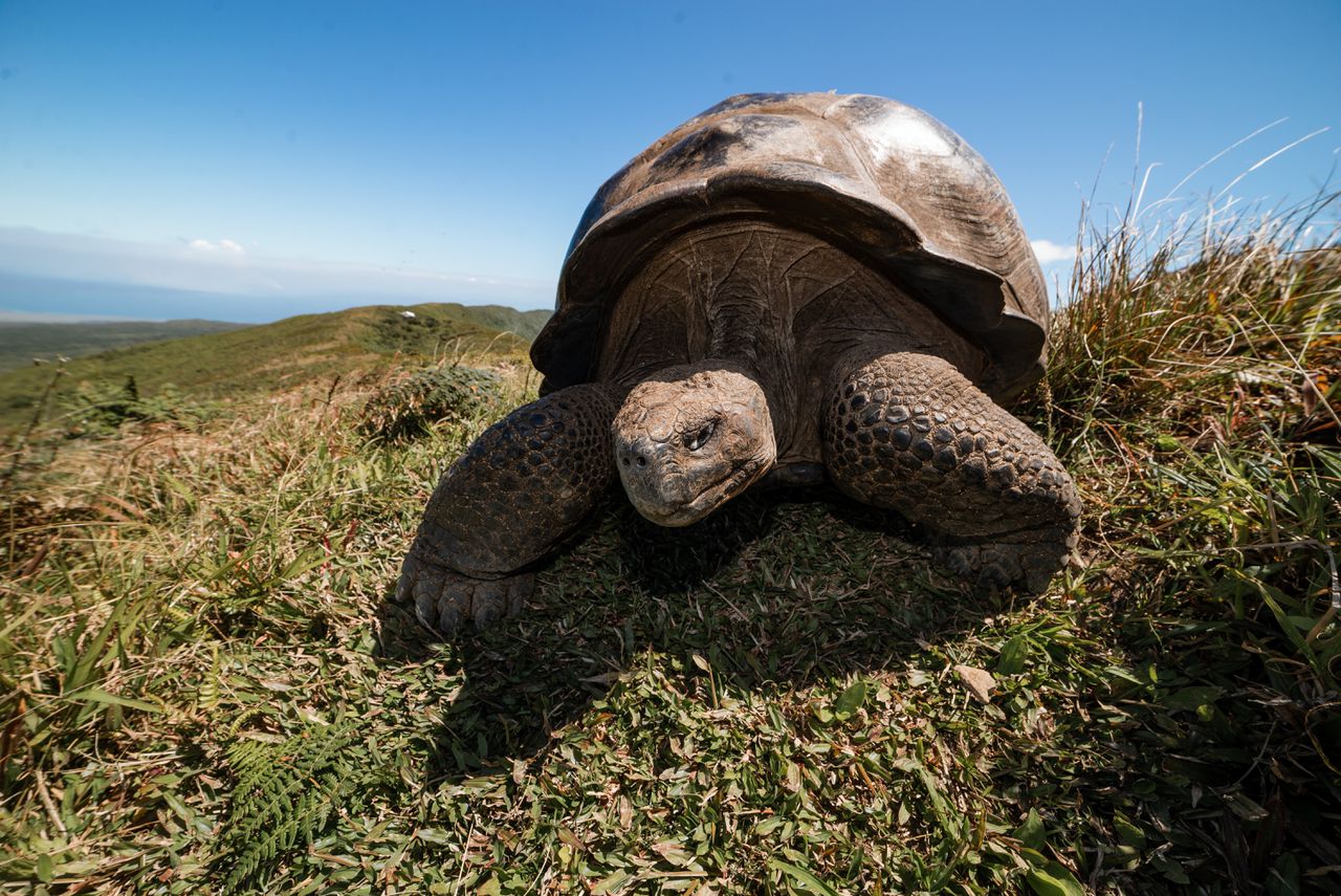 Docu over Galapagos wil vooral idylle in stand houden - NRC