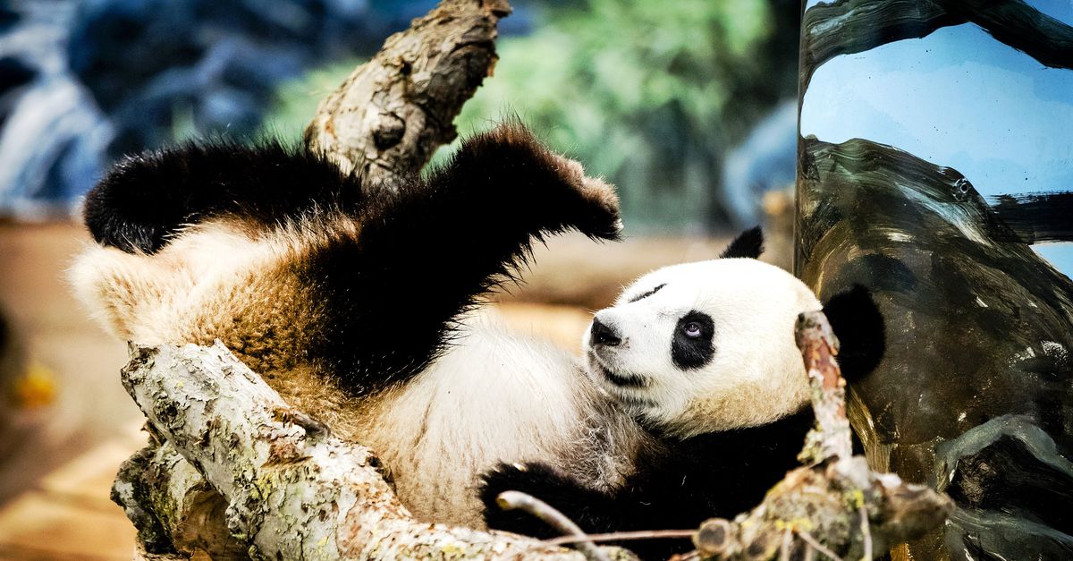 Kelder Hoeveelheid geld incident Pandajong geboren in Ouwehands Dierenpark Rhenen - NRC