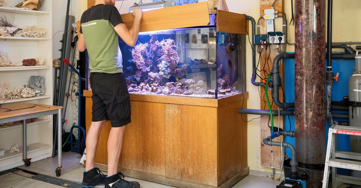 サンゴを救うには、最初に泳ぐ魚を理解する必要があります