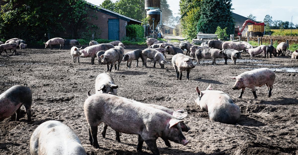 Nederlandse varkenshouderij zit na 'dramatisch' jaar in overlevingsmodus - NRC