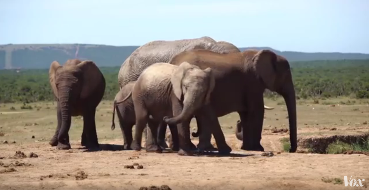 Waarom worden steeds meer olifanten zonder slagtanden geboren? 