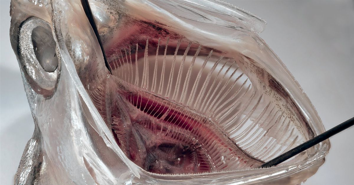 Ansjovisfilter haalt microplastic uit het water