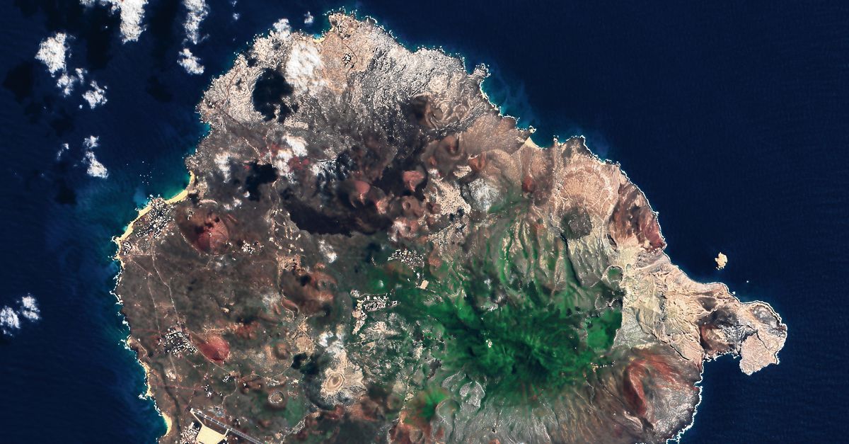 Ecosistema riunito: una giungla piena di cose strane sulla remota Isola dell’Ascensione