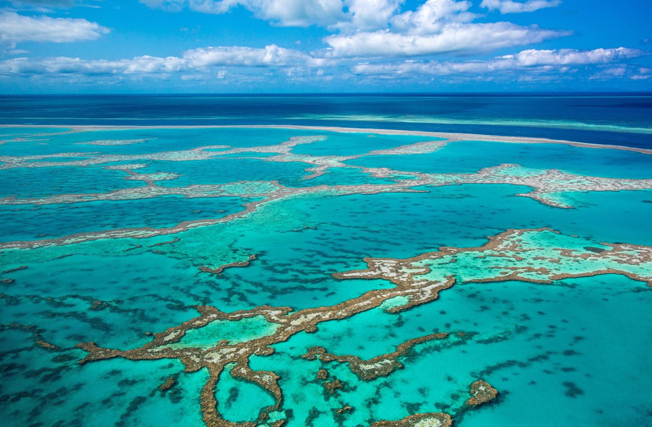Great barrier reef, Koraalrif in Australië.