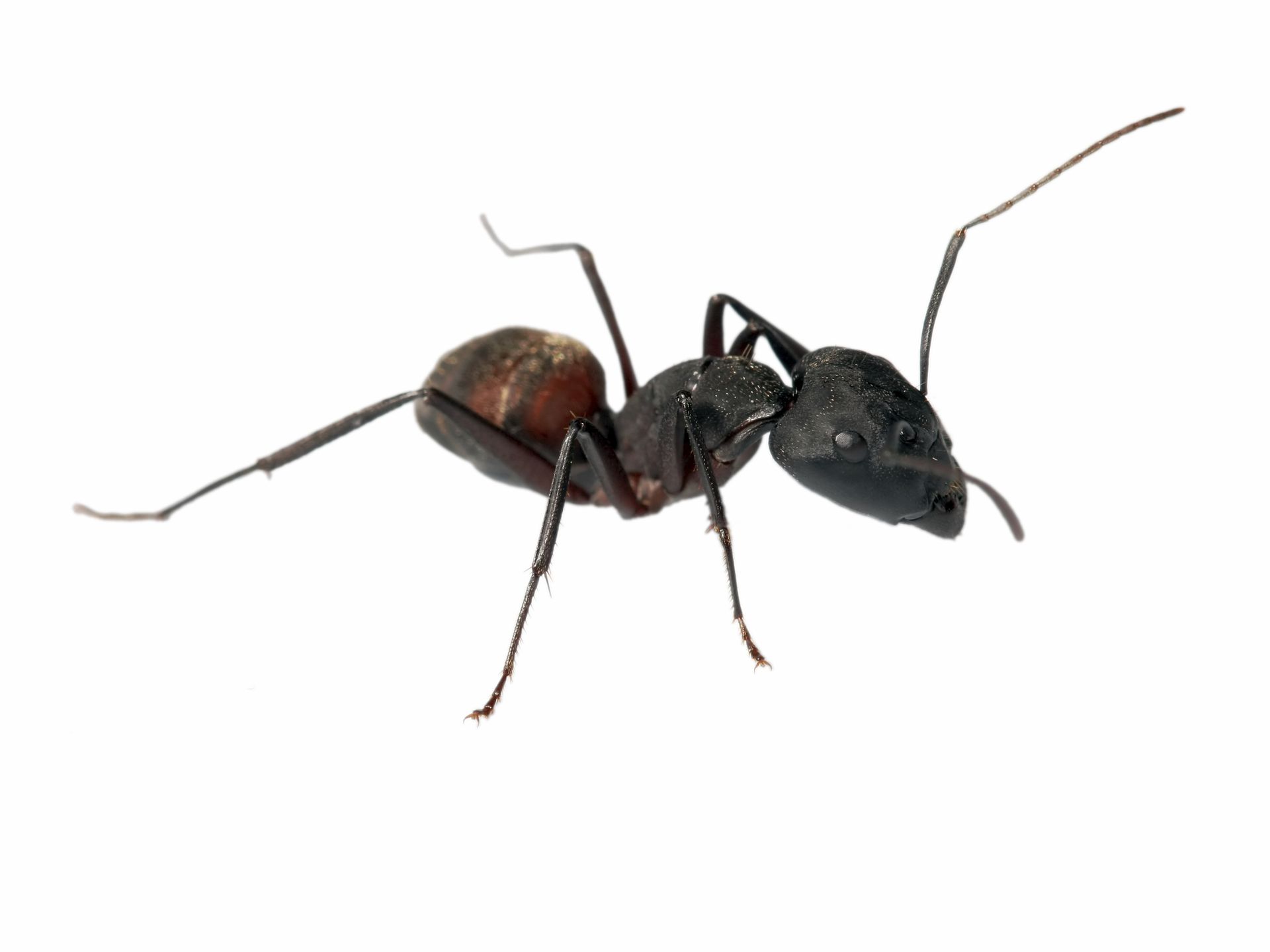 Ant 10. Антенный переходник intro iso ant-10. Ant 10. Про самолет ант 10. Ant 10.