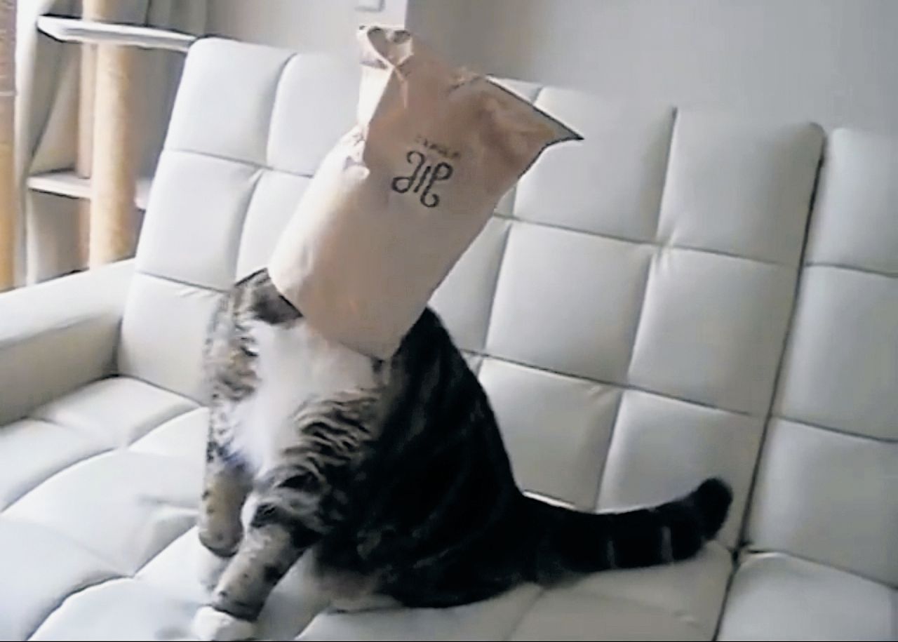 Maru is een van de bekendste kattenfilmpjeskatten. Beeld YouTube