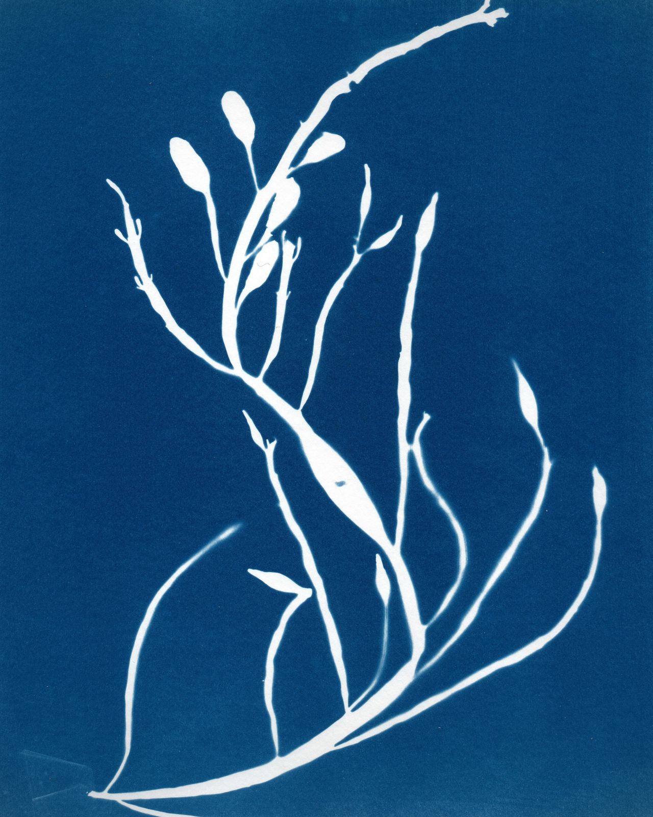 Ascophyllum nodosum
(Knotswier), 2020.