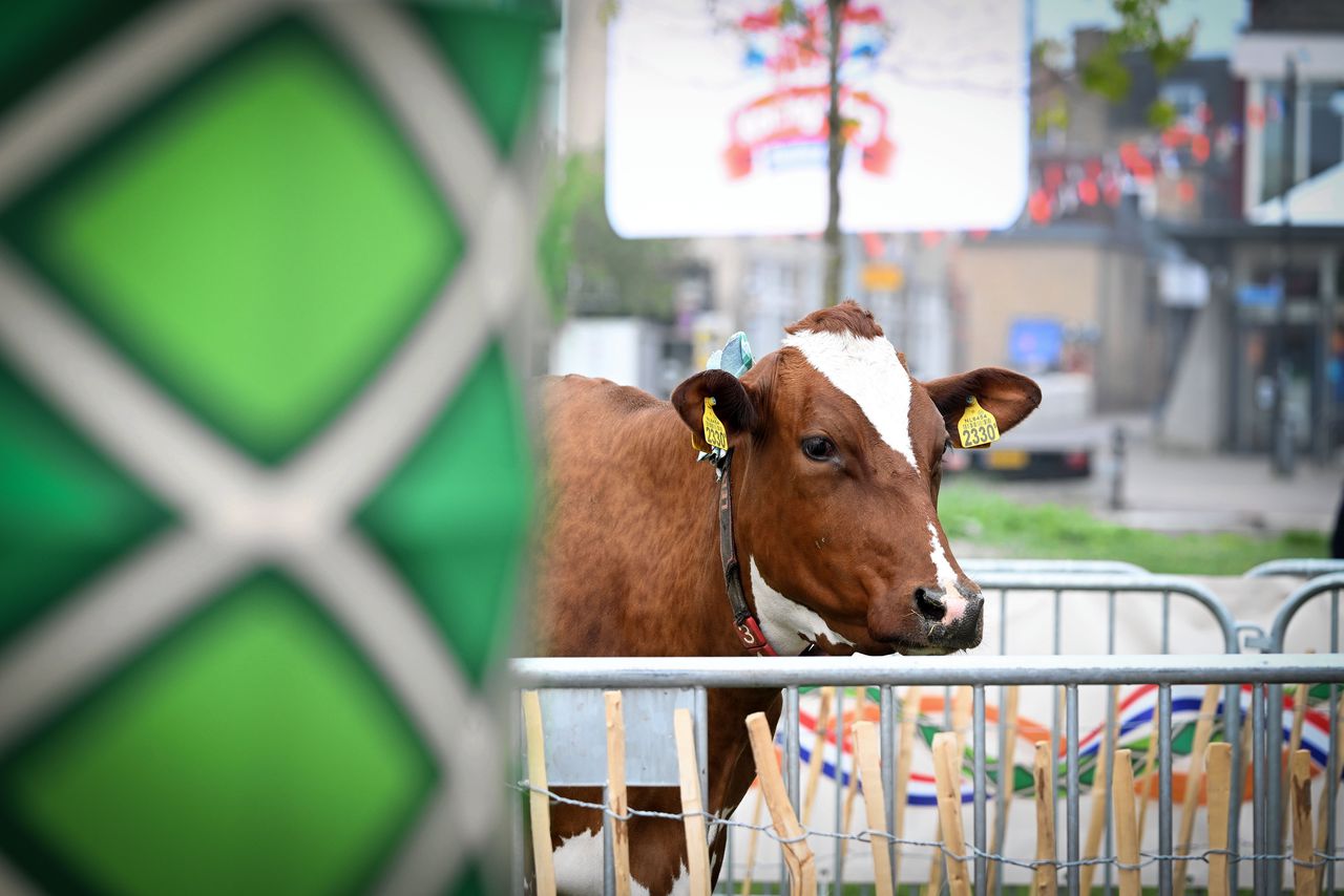 Een van de twee koeien van Anna Reintjes, de inmiddels overleden eerste stadsboerin van Doetinchem. Veel Doetinchemmers bewaren warme herinneringen aan Reintjes, die elke dag naar haar twee koeien fietste en vervolgens met twee emmers melk weer naar huis ging.