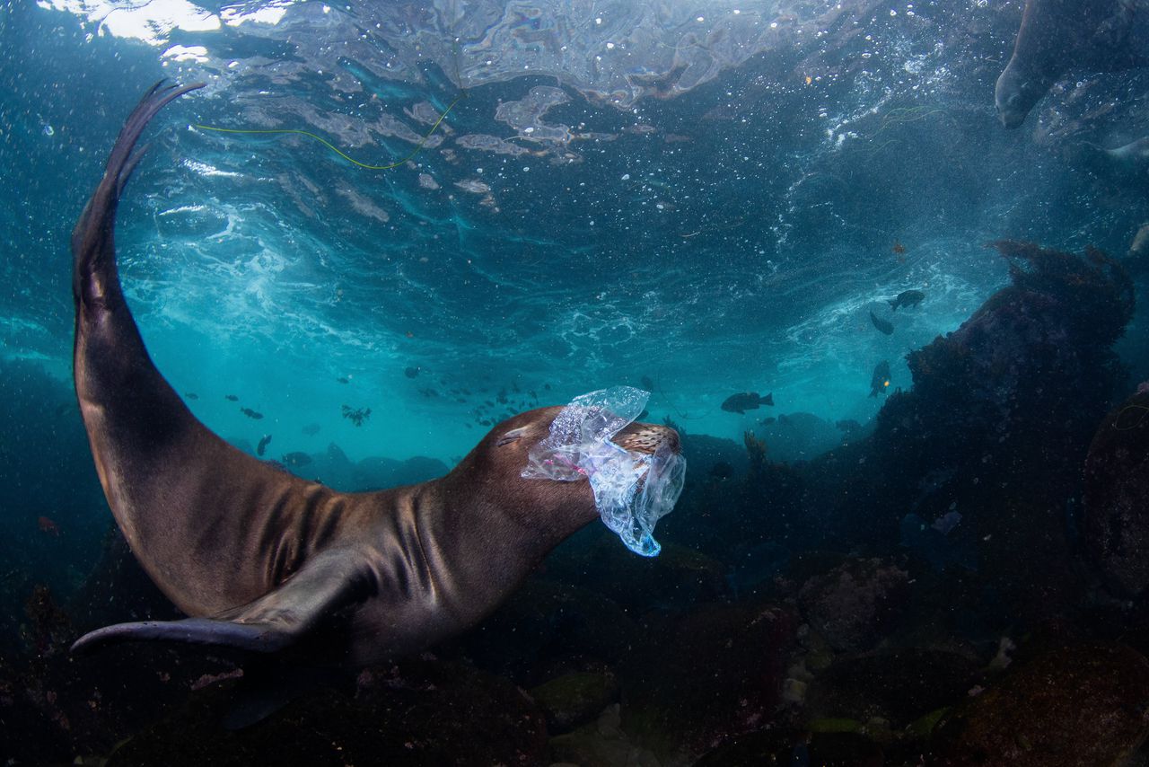 Een jonge Californische zeeleeuw speelt met afval.