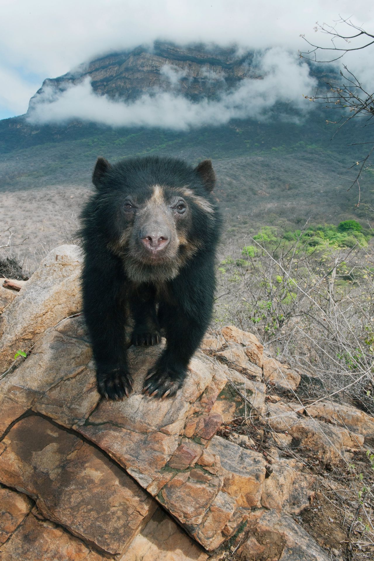 The pooping glasses of Peru help climb the cloud forest – and this biologist helps the bears