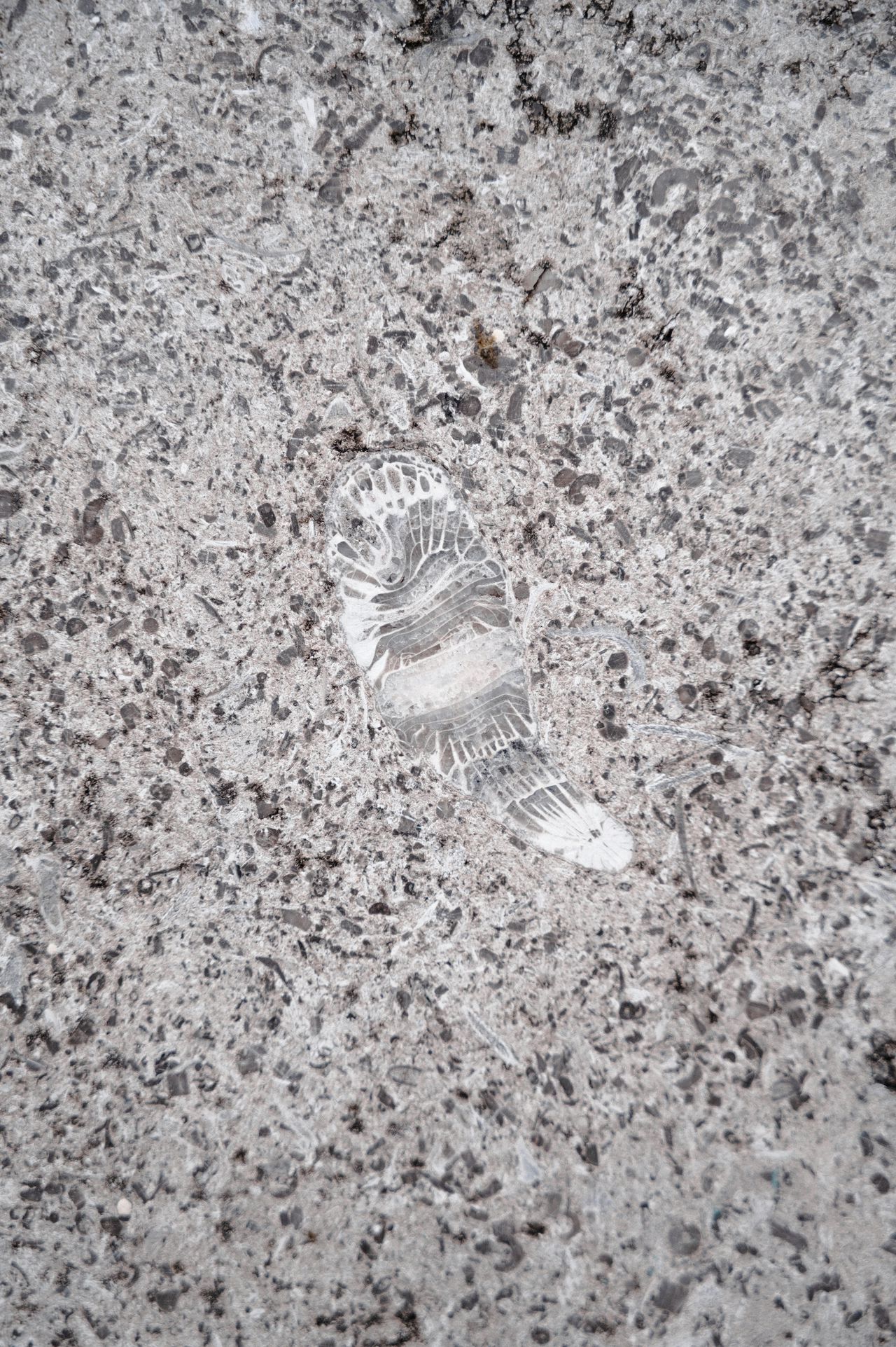 Rugosa, un coral de un solo cuerno.