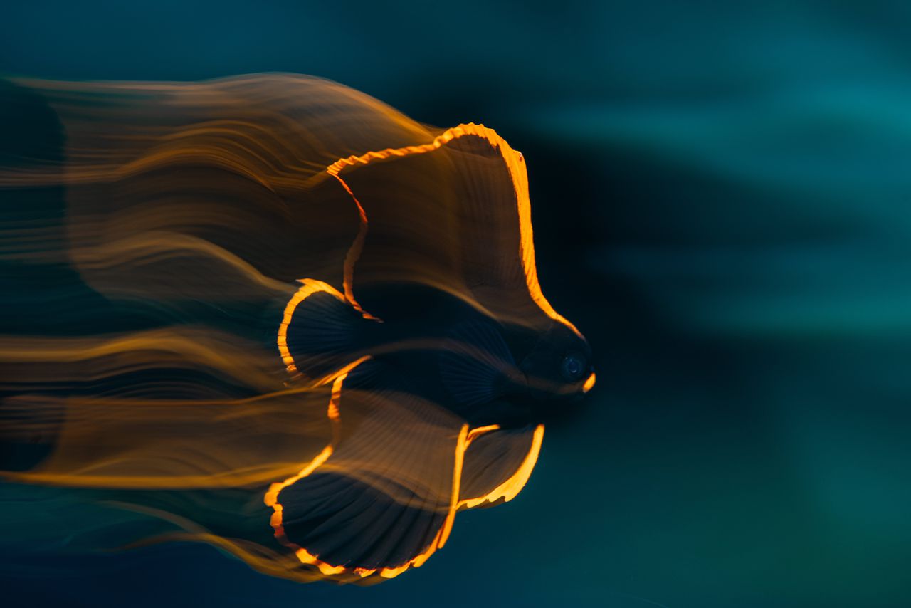 Een rode vleermuisvis in de wateren tussen Sulawesi en Lembeh (Indonesië).