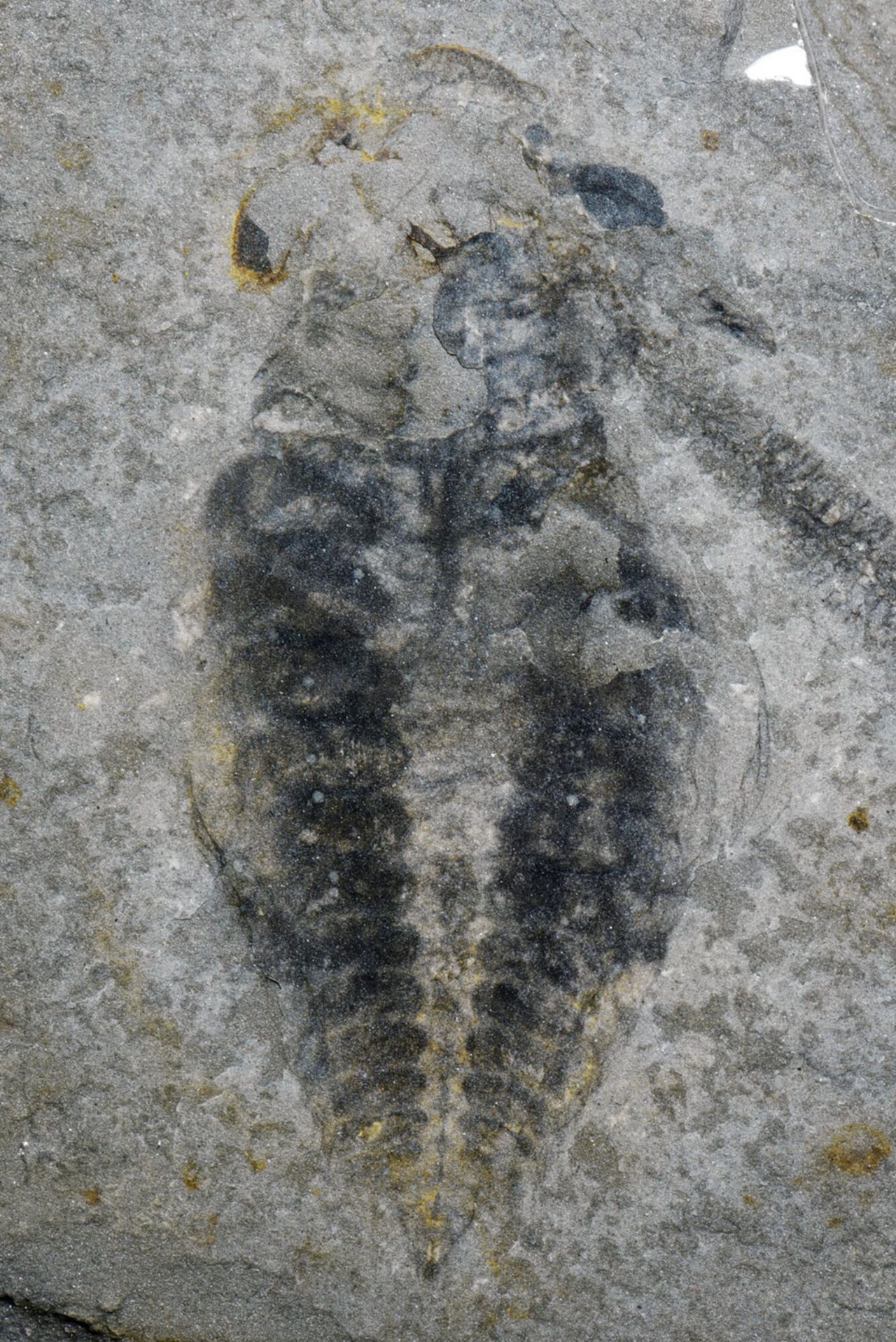 Nieuw ontdekte radiodont, een uitgestorven groep geleedpotigen, met aan weerszijden van de kop een concentratie van optisch zenuwweefsel (de twee donkere vlekken).