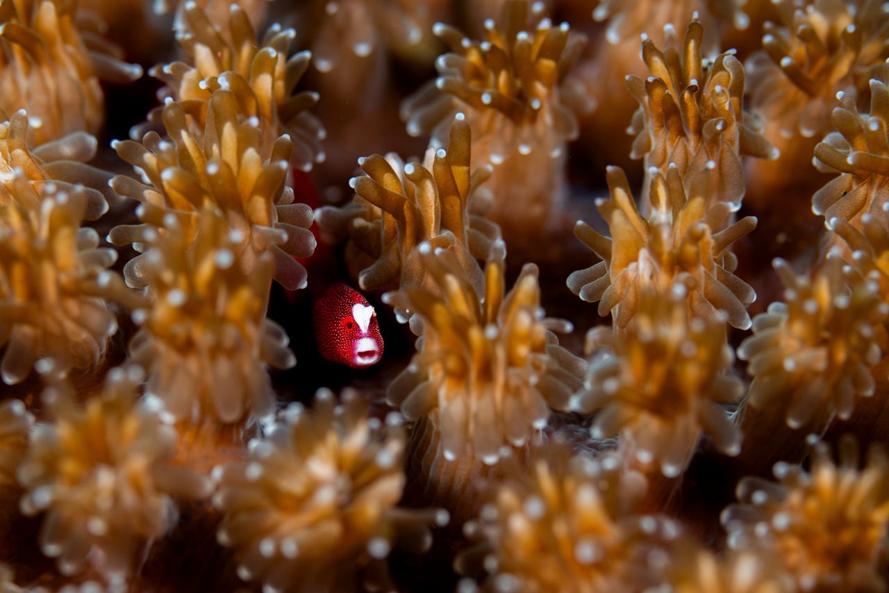 Een zogenoemde pughead pipefish laat zich kortstondig zien in een koraalrif.