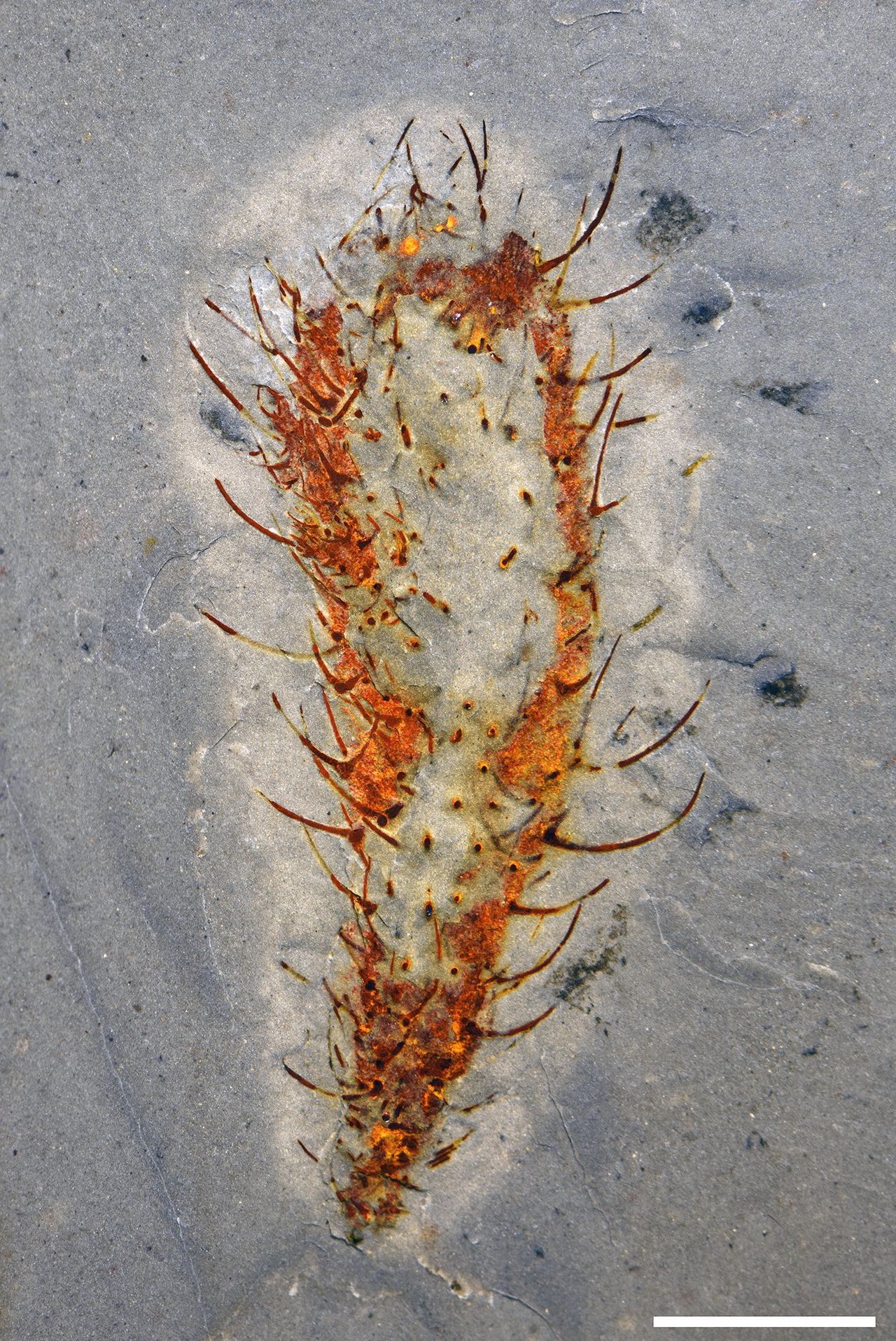 Fossiel van een nieuw ontdekt, spons-achtig organisme, behorende tot de familie van de Chancelloriid, die in het Cambrium (541-485 miljoen jaar geleden). De oranjerode kleur is ontstaan door ijzeroxide-aanslag.