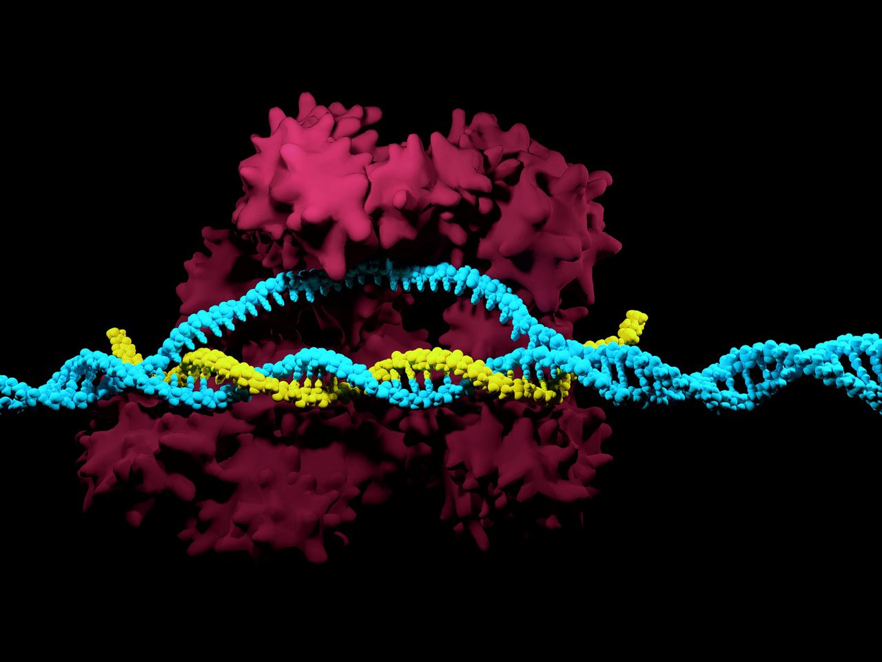 Weergave van DNA en eiwitten in het Crispr-systeem, waarmee genen veel uitgebreider geknipt en geplakt kunnen worden dan voorheen. Crispr-pionier Feng Zhang sprak in Davos over beloften en risico’s. Foto iStock