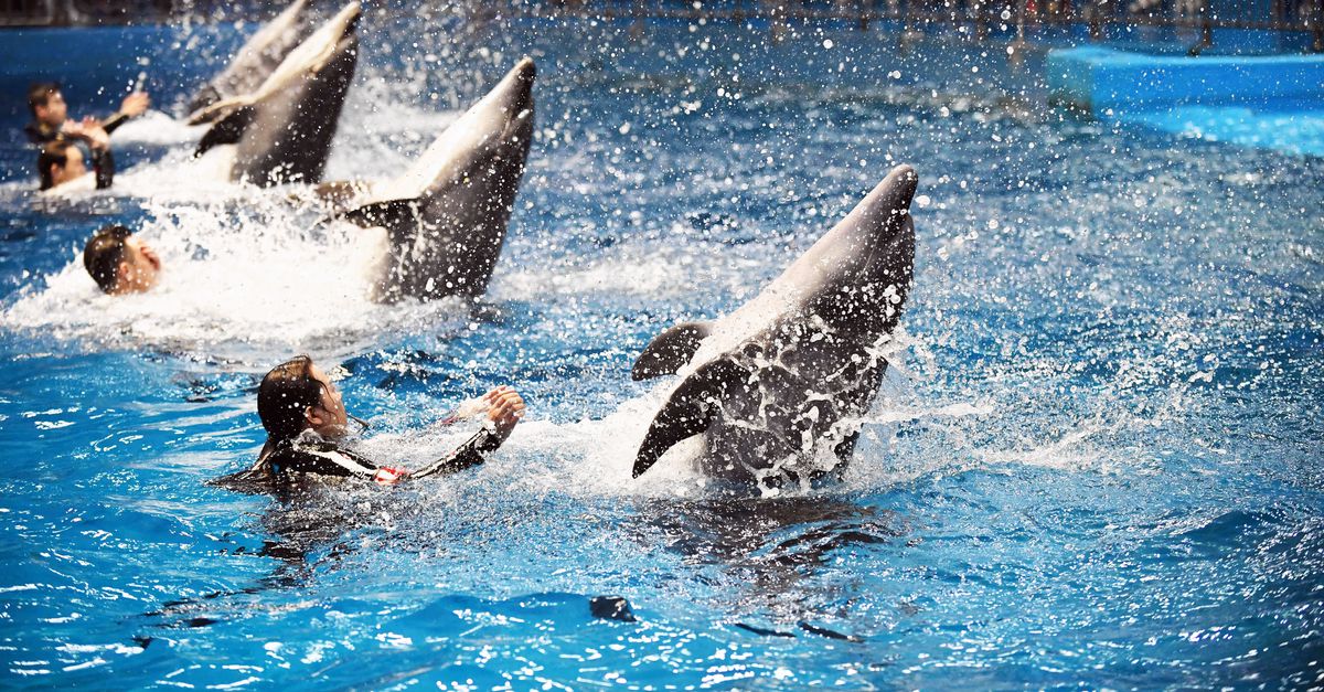 Oud-beloegatrainer in China voert internationaal campagne tegen dolfinaria: ‘Stop met zeezoogdieren 