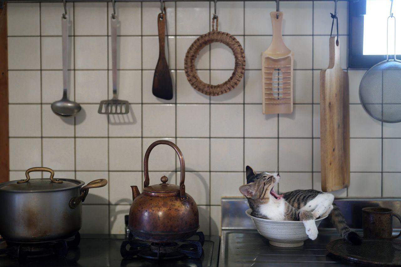 ‘Kitten in de keuken’,