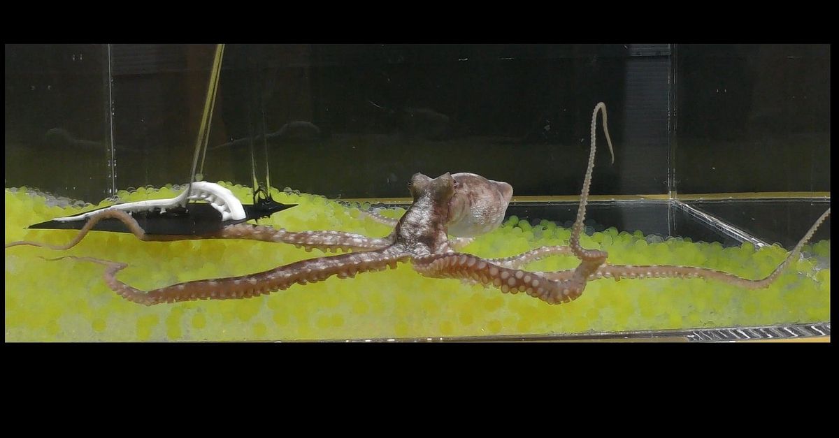 タコはゴムの腕の幻想に敏感であるように見えます