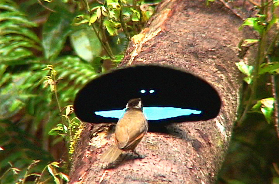 Een vrouwtje van de kraagparadijsvogel kijkt naar een mannetje met opgezette superzwarte pronkveren, met groenblauwe accenten, van een mannetje.