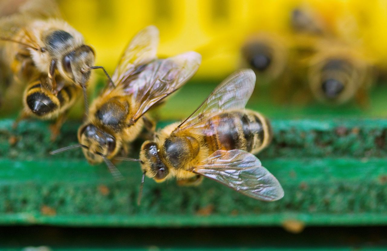 Percentage bijensterfte duikt onder tien procent 