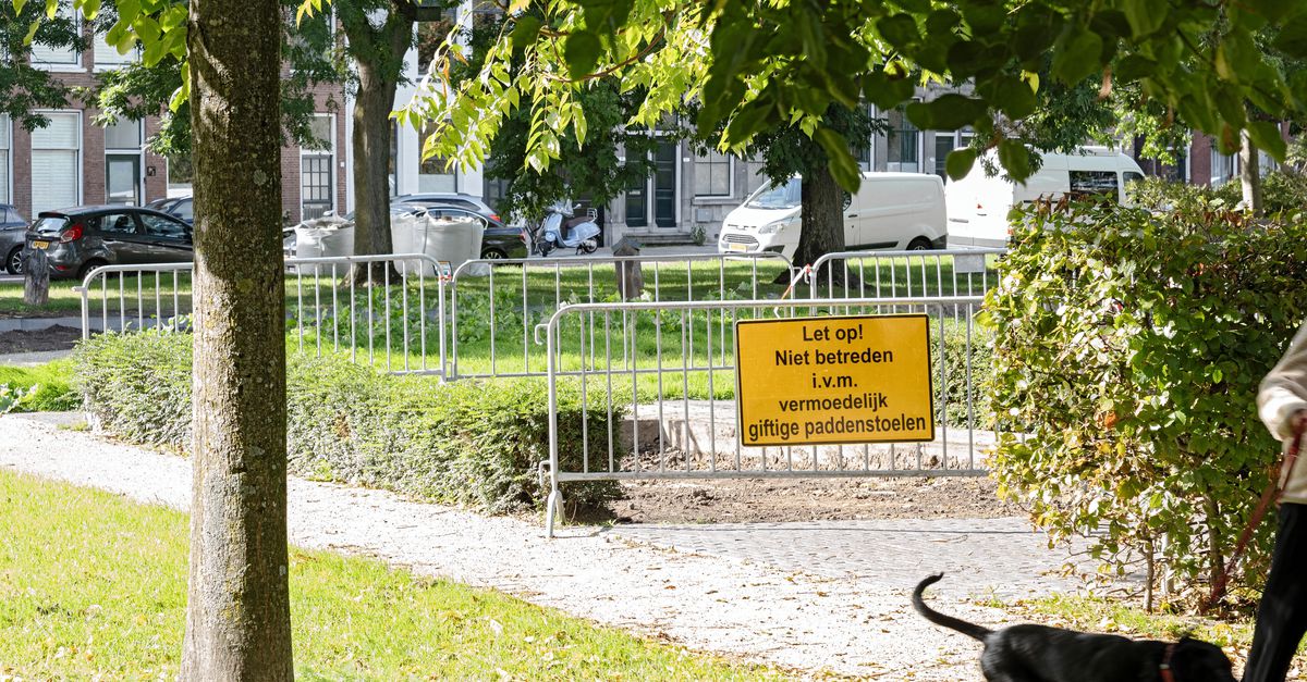 Six Dogs Die in Schiedam After Suspected Poisoning, Municipality Says