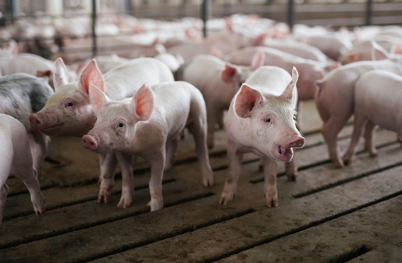 Ruim negenhonderd dode varkens geruimd in Winterswijk 