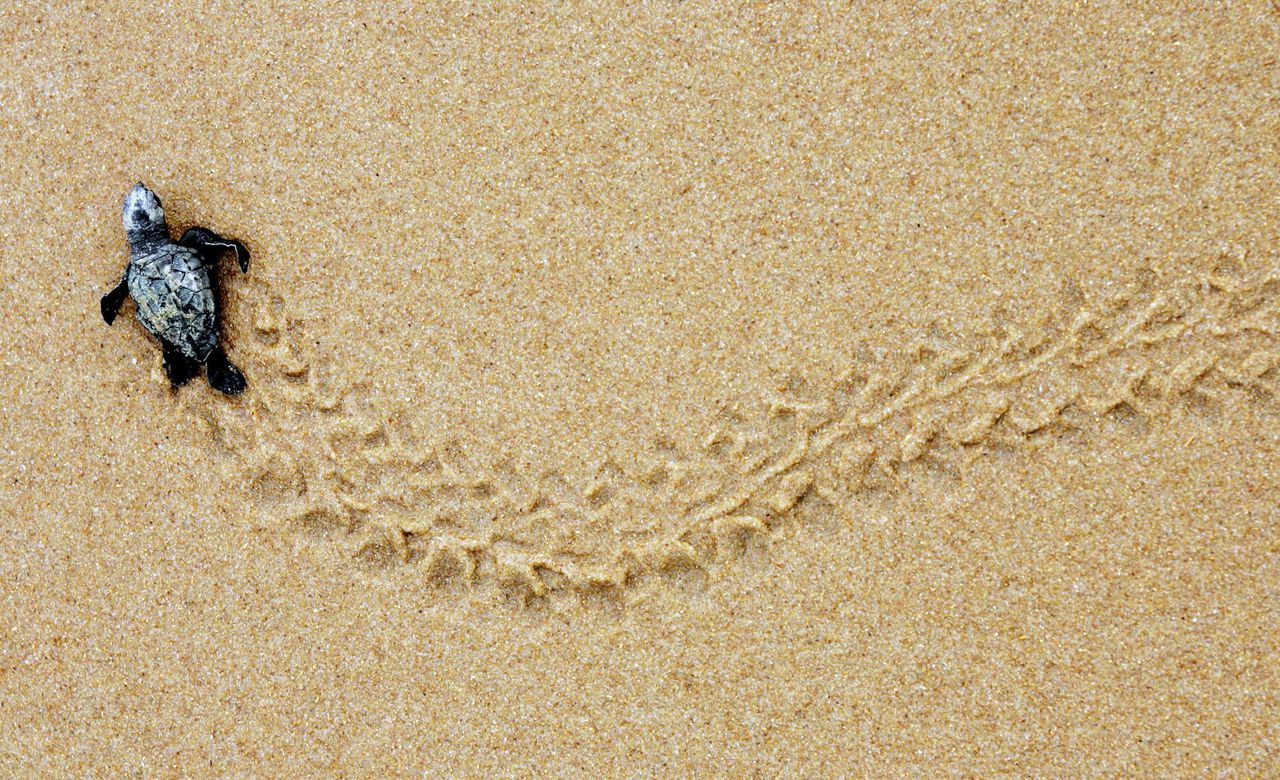 Why are beaches important for the loggerhead. Why are beaches important for the loggerhead