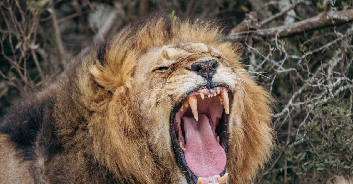 Goed luisteren: de Afrikaanse leeuw heeft een bijbrul