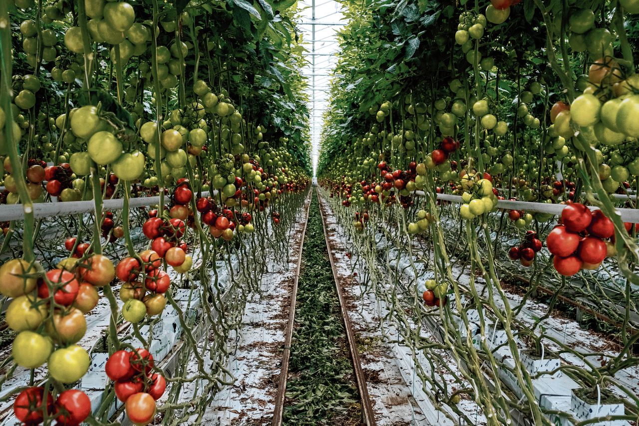 De immense tomatenkas van kweker Dirk Pieter van der Meer in het Noord-Brabantse Made.