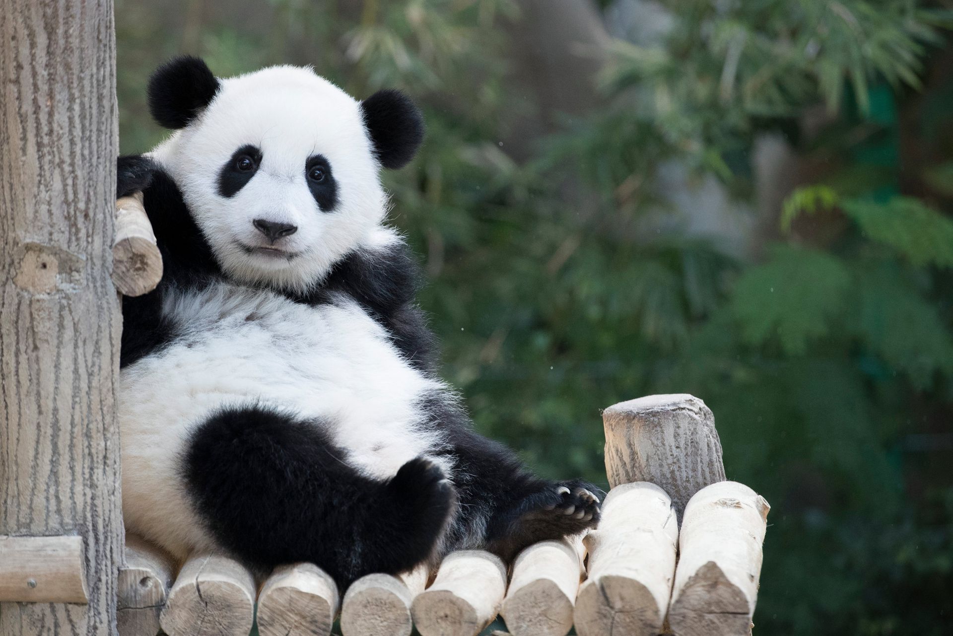 Waar is de panda gebleven? NRC