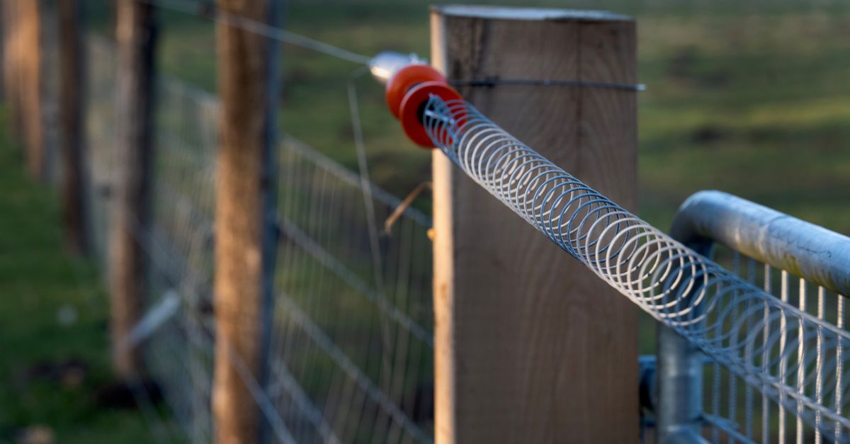 Kabinet komt met nieuwe wolvenregels: ‘probleemwolf’ eerder afschieten, het dier moet weer schuwer worden