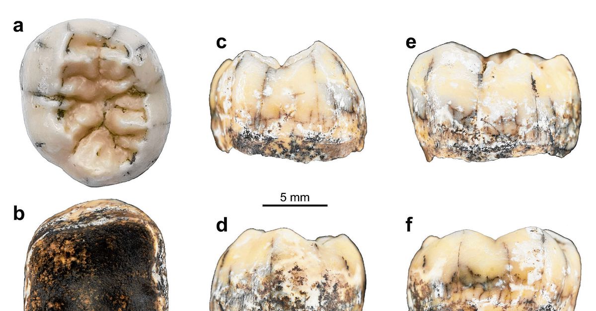 Dente denisoviano di 150.000 anni in una grotta laotiana
