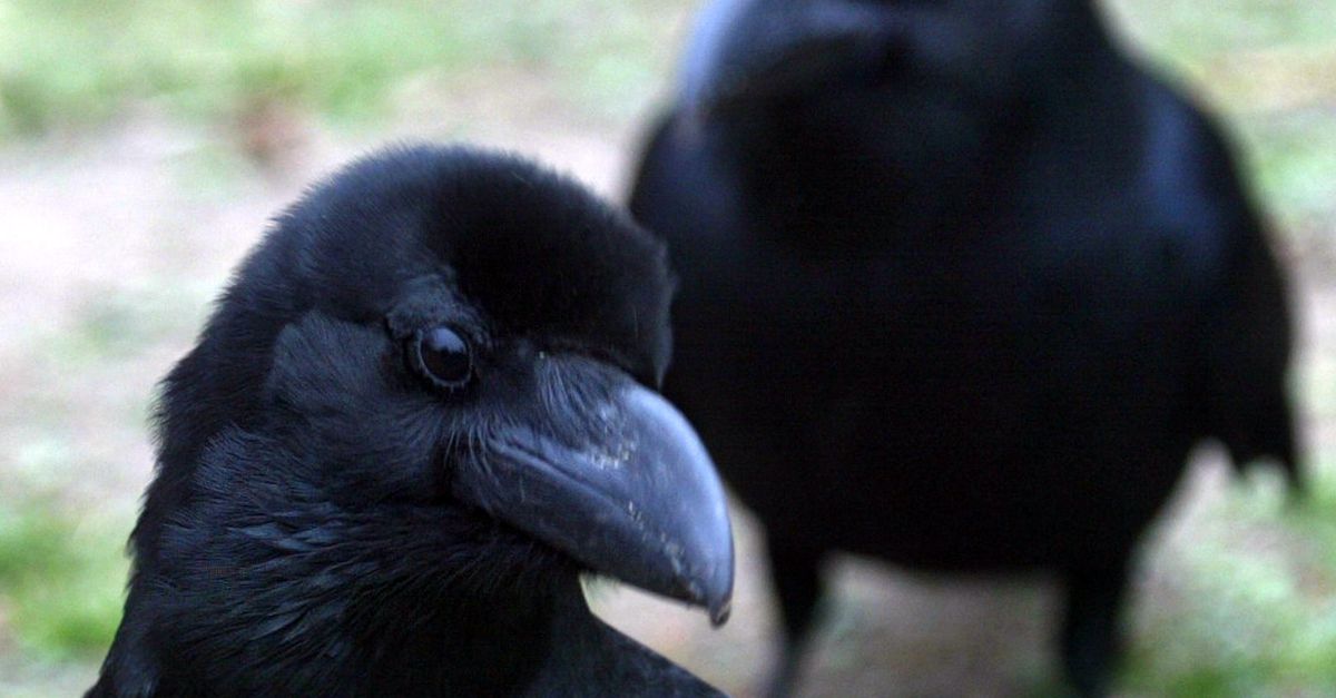 Vliegende Hangjongeren Nrc