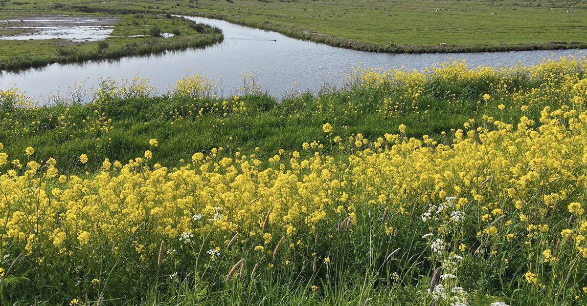 De tanden stukbijten op het verschil tussen raapzaad en koolzaad NRC