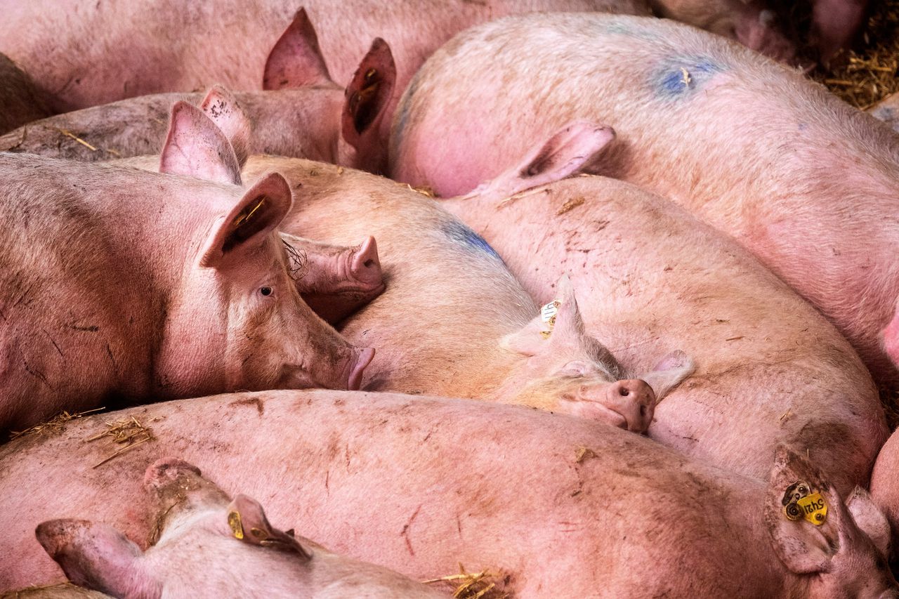 Een subsidieregeling moest ervoor zorgen dat varkenshouders stoppen met hun bedrijf. Slechts 278 bedrijven gebruiken deze regeling.