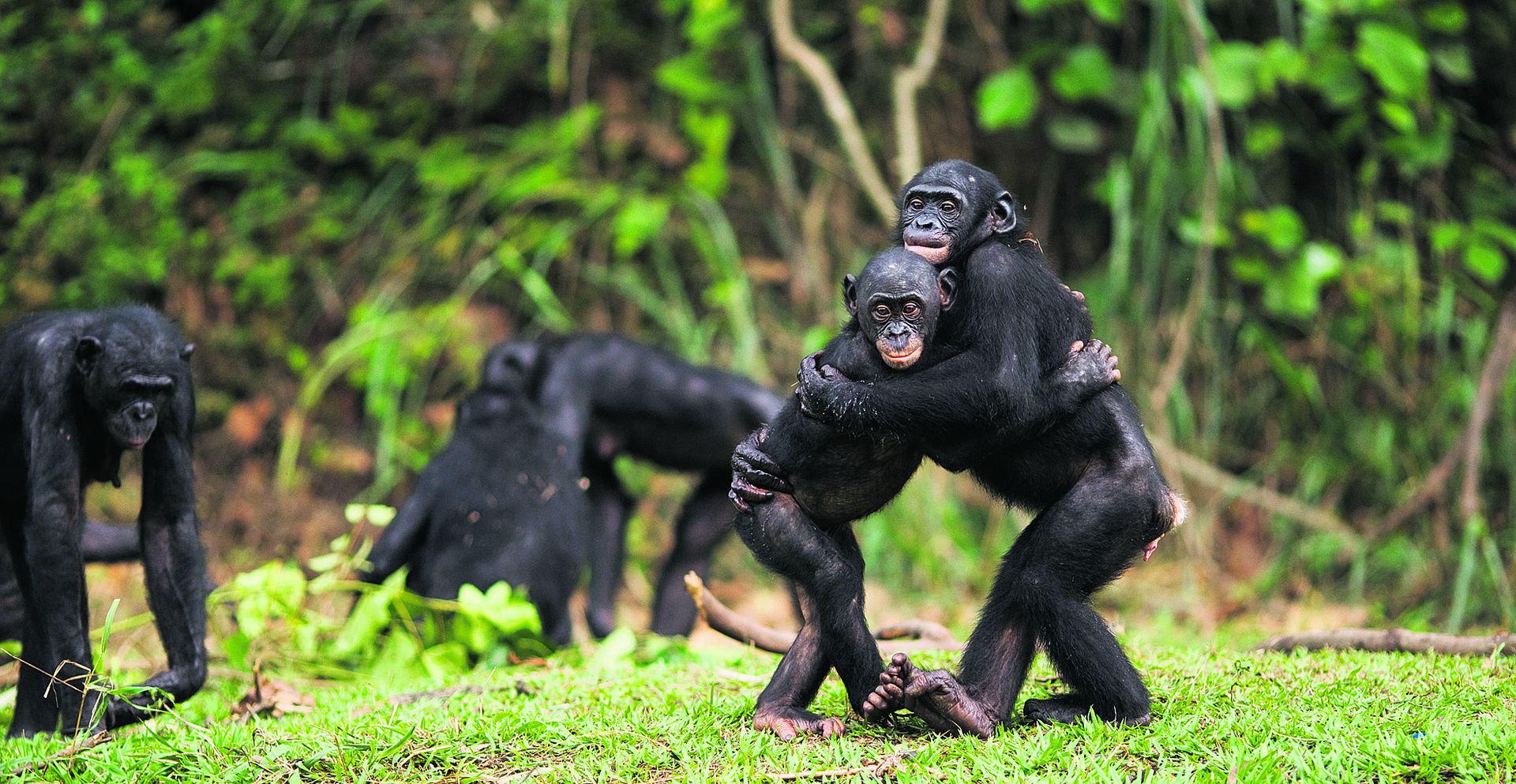 Why do female bonobos have more sex with each other than with males