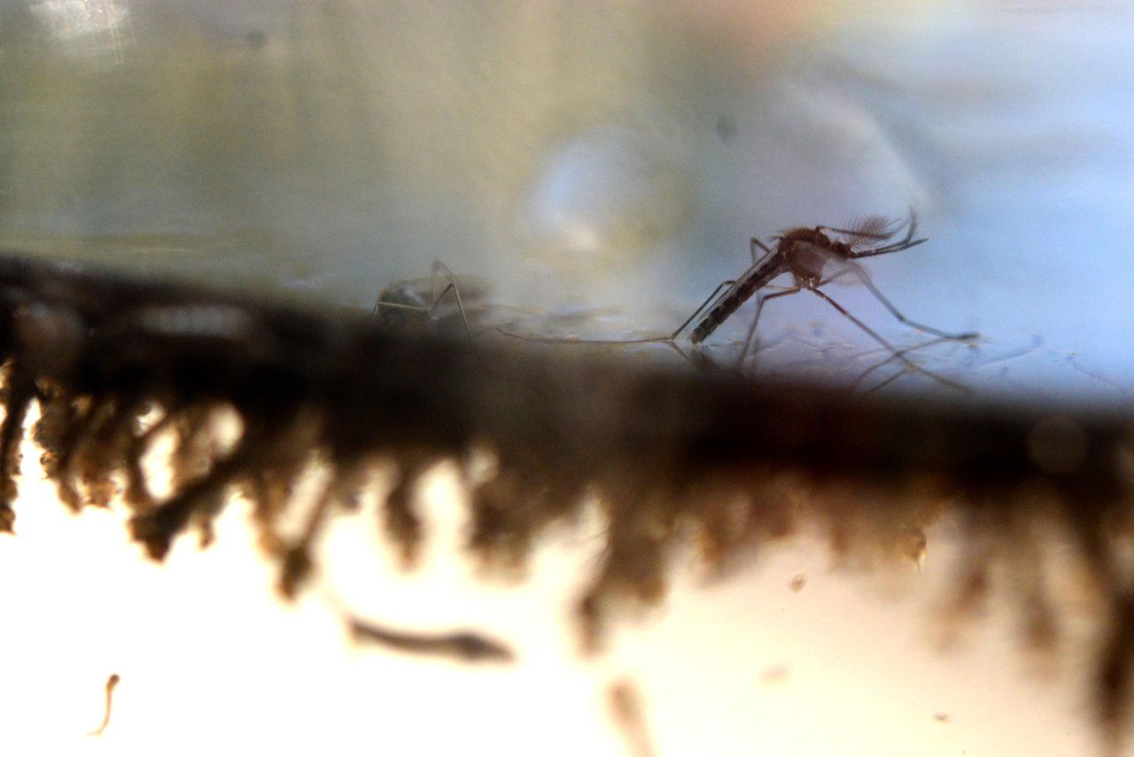 Denguemuggen in een laboratorium in El Salvador.