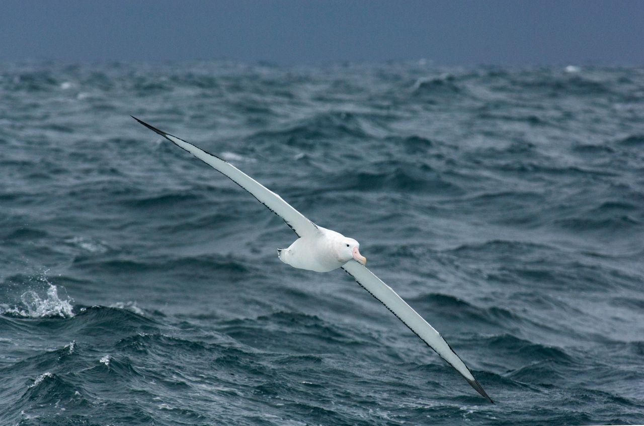 Wordt een albatros nooit moe van dagenlang zweven?