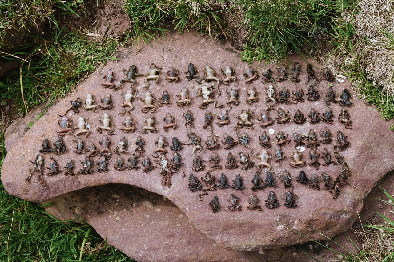 Door Bd gestorven vroedmeesterpadden, verzameld door biologen op een expeditie in de Franse Pyreneeën.
