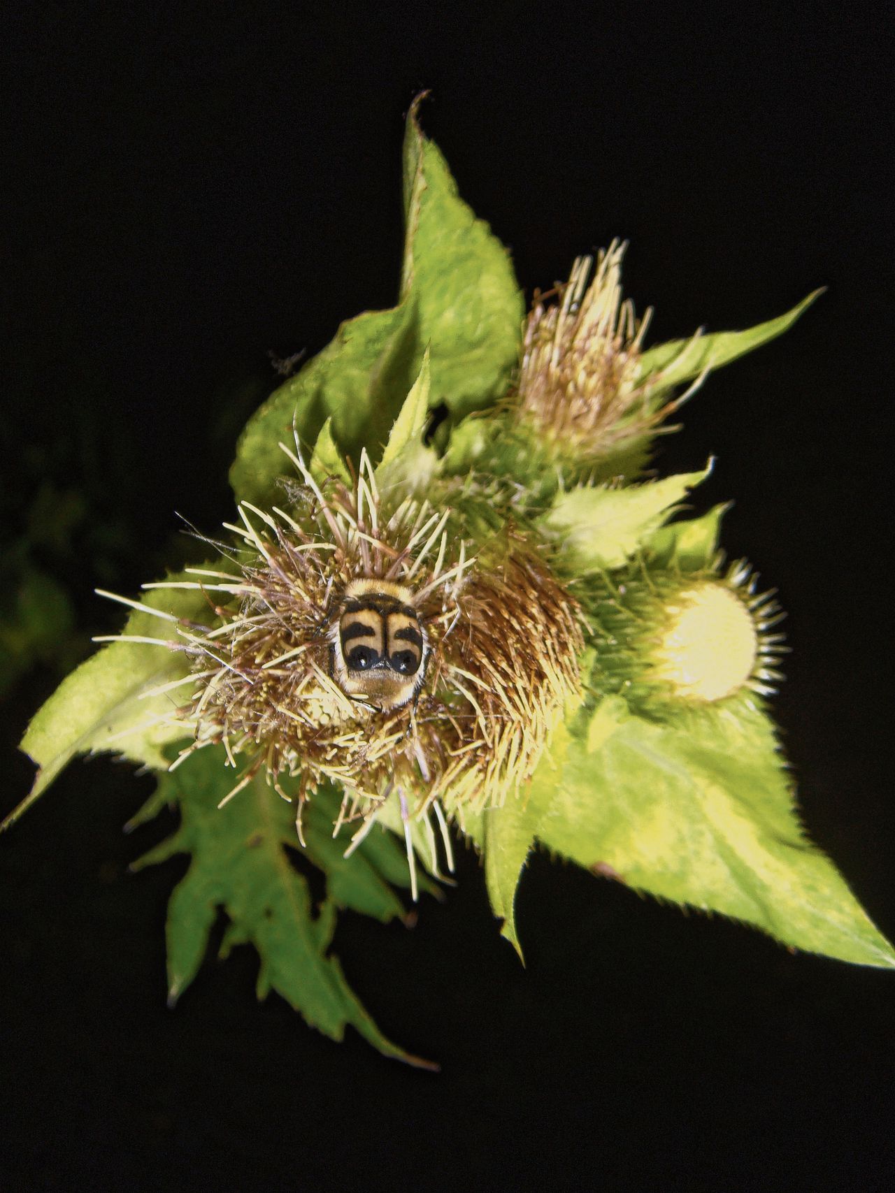 Lantaarnpaal met led-licht trekt insecten aan. Rechts: een kever op de bloem van een moesdistel. De nachtelijke bestuiving van deze weideplant wordt verstoord door de aanwezigheid van kunstlicht.