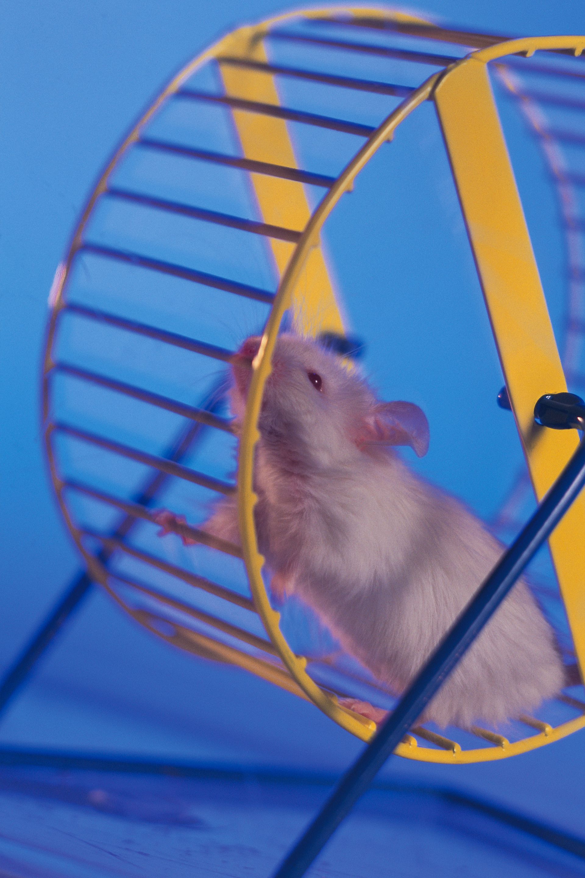 Allocation hamster. Колесо для хомяка. Хомячок в колесе. Клетка для хомяка.