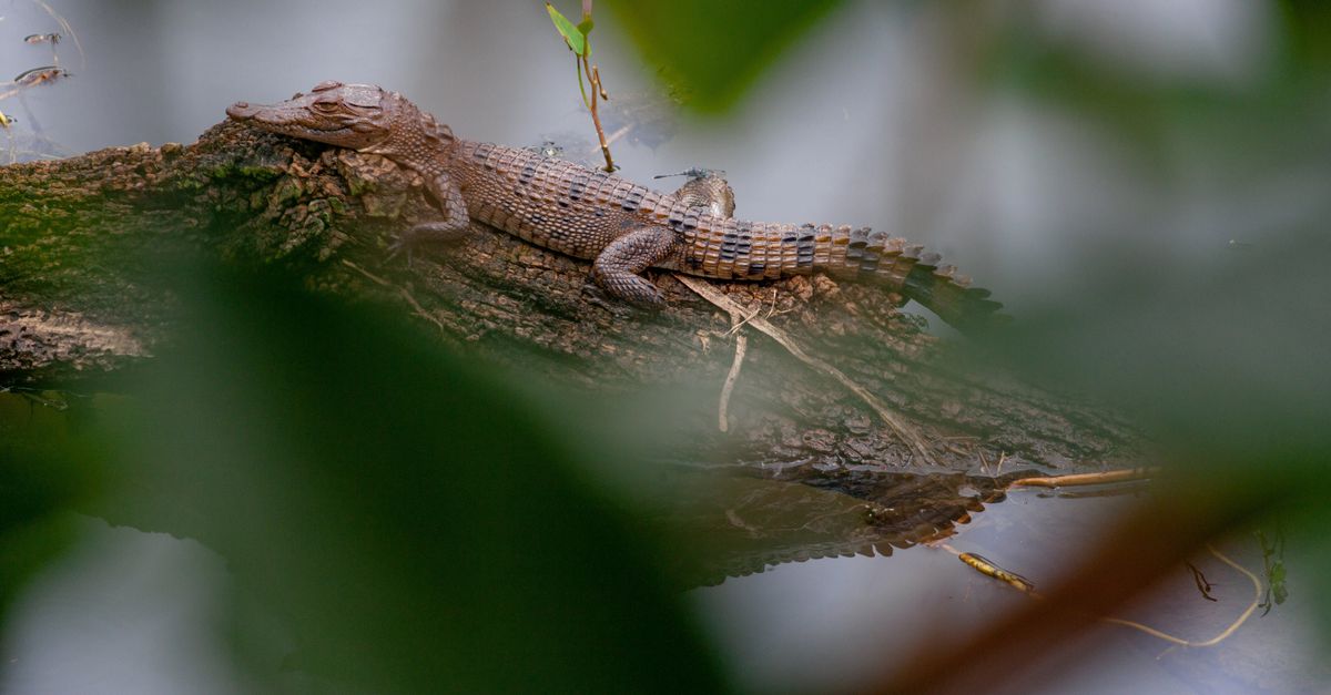 “Se riusciamo a salvare il coccodrillo filippino, c’è speranza anche per altre specie”